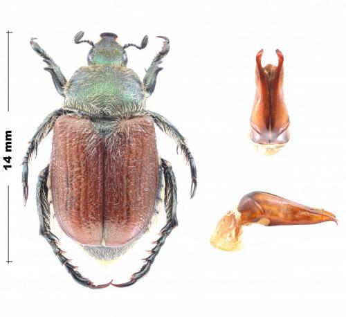 Réf. 273 000 : Anisoplia sp.